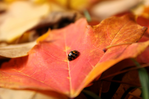 1757397 (a): :5184x3456